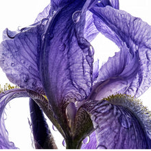 Extrait d'Iris Pallida