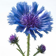 Eau Florale de Bleuet