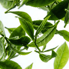 Extrait de Thé Vert